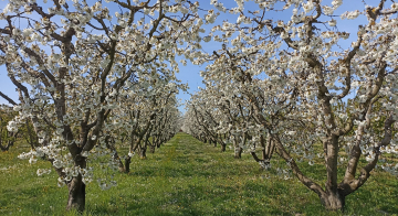 AL VIA IL TERZO ANNO DI SPERIMENTAZIONE E RICERCA PER SALVAGUARDARE LA CILIEGIA DI VIGNOLA IGP