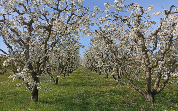 AL VIA IL TERZO ANNO DI SPERIMENTAZIONE E RICERCA PER SALVAGUARDARE LA CILIEGIA DI VIGNOLA IGP