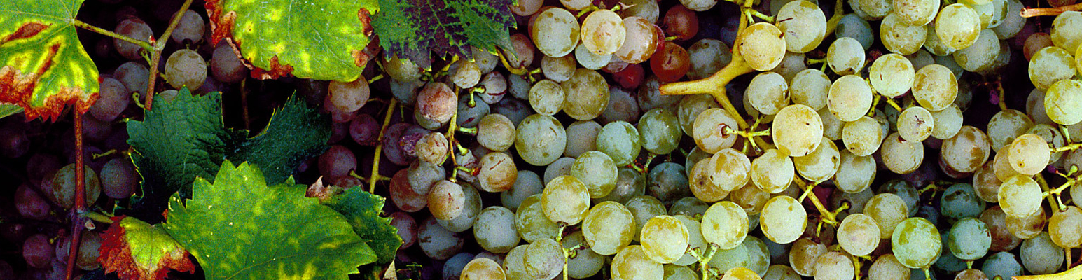 Aceto Balsamico Tradizionale di Modena